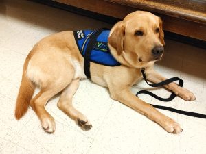 service dog relaxing