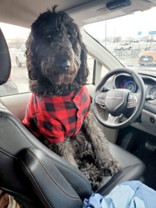 black doodle dog red shirt in car