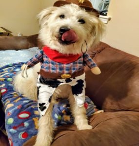 terrier dog in cowboy costume