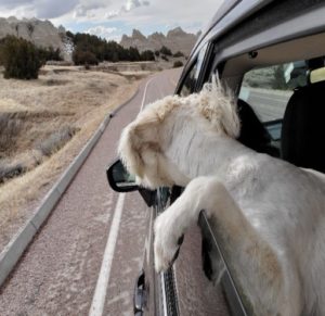 dog looking out car window on road