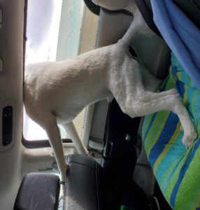 dog standing in car seat head out window