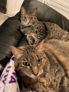 two gray tabby cats