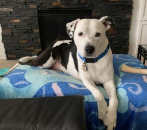 black and white dog on blue blanket