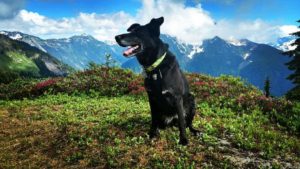 black dog on mountain top