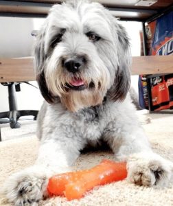 terrier with orange bone
