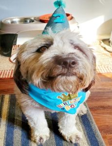 terrier wearing blue birthday hat bandana