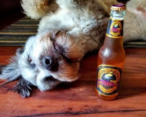 terrier dog laying down beside beer