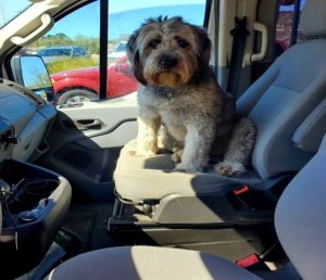 terrier dog sitting in car passenger seat