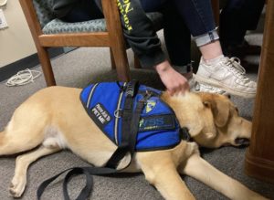 service dog laying by feet yellow lab
