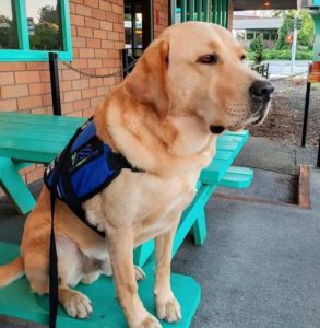 service dog sitting on bench with blue jacket